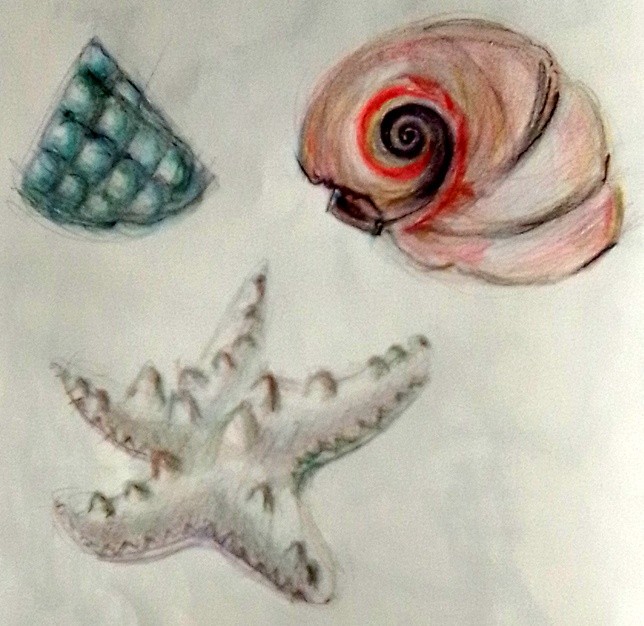 Shell Sketches