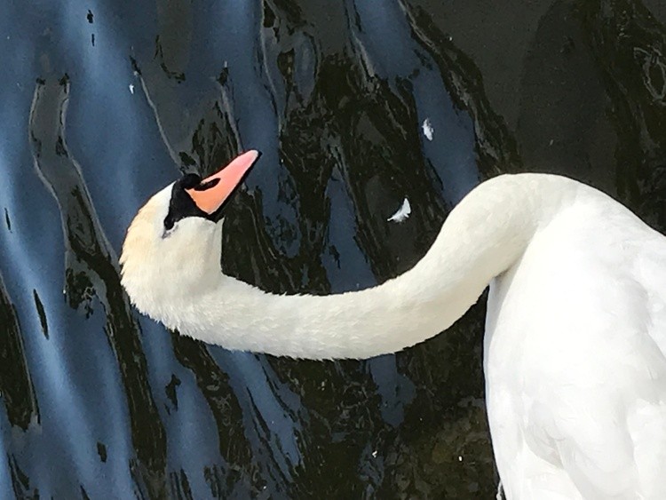 swan profile