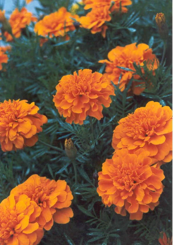 Spring Flowers