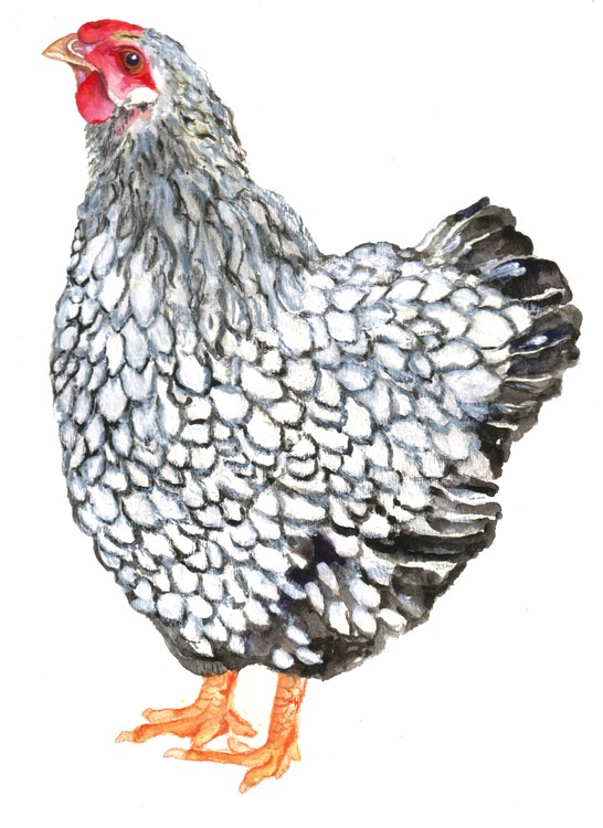 Chicken