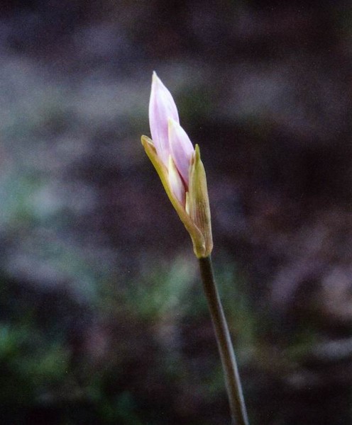 Lily