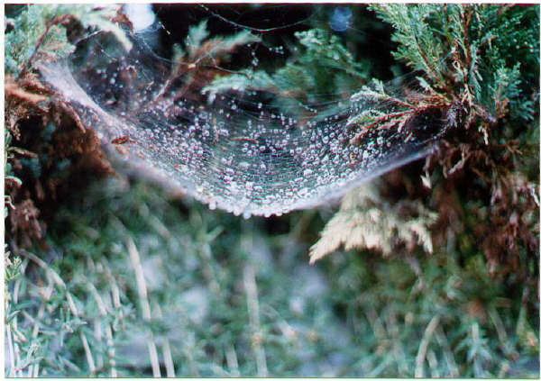 Spider Web