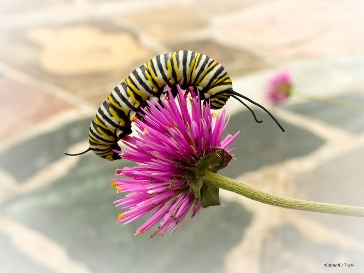 Monarch Butterfly Caterpillar