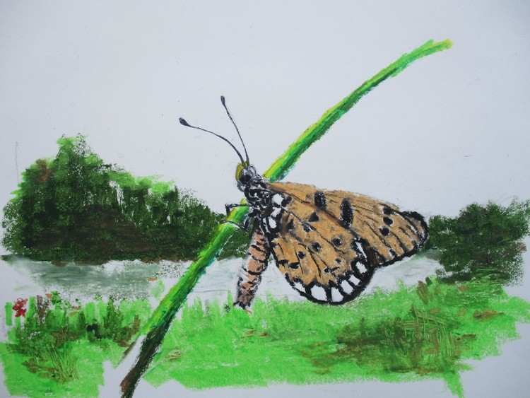 Tawny Coster (Acraea terpsicore)