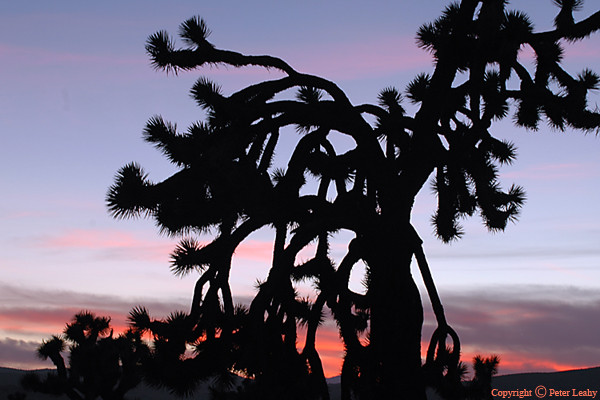 Joshua Tree at Dusk