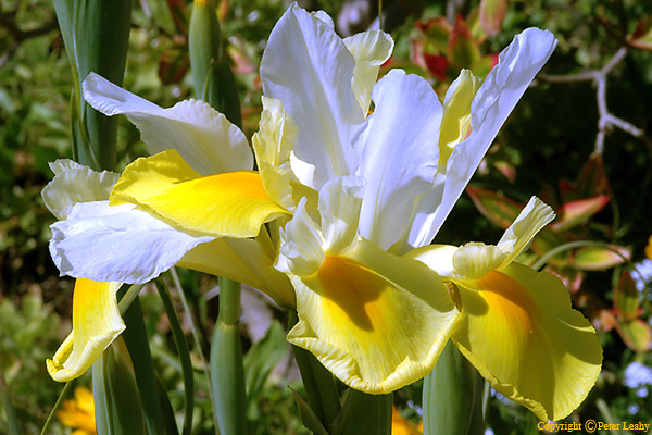 Iris