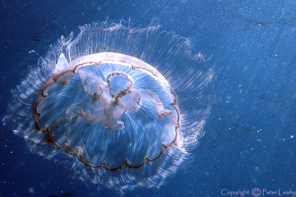 Moon Jellyfish