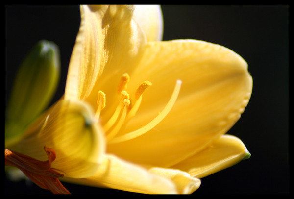 Autumn Lily