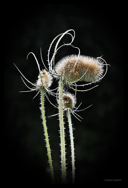 Fanciful Faery 