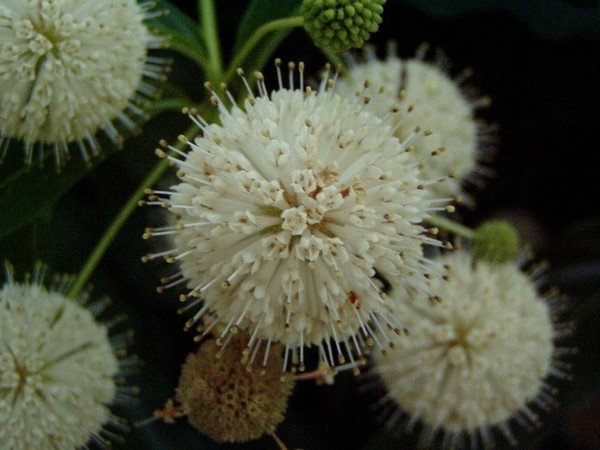 Mystery Flower