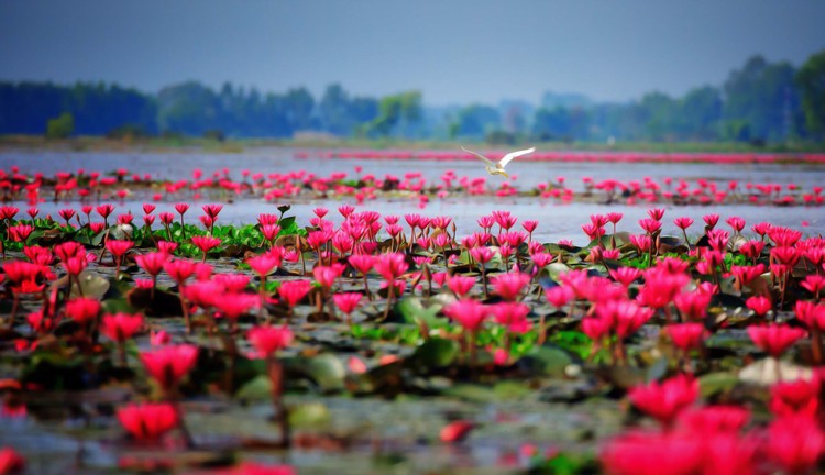 Tay Ninh  Canh dong hoa sung 1