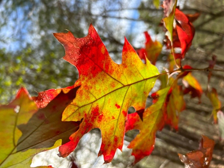 Fall leaves
