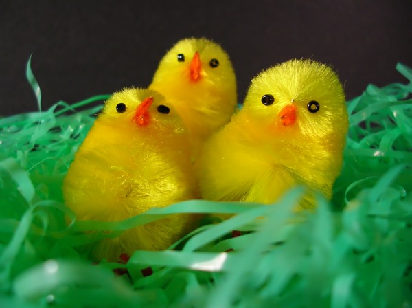 3 Chick Choir