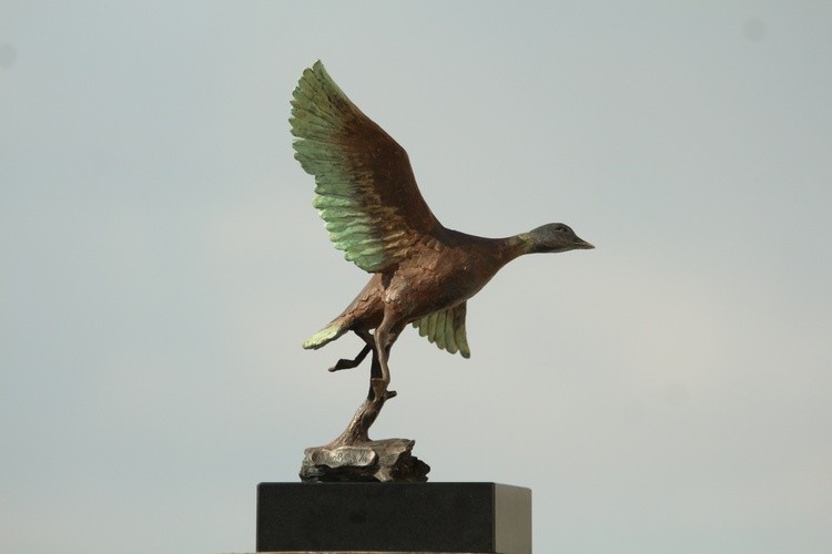 Flying Duck