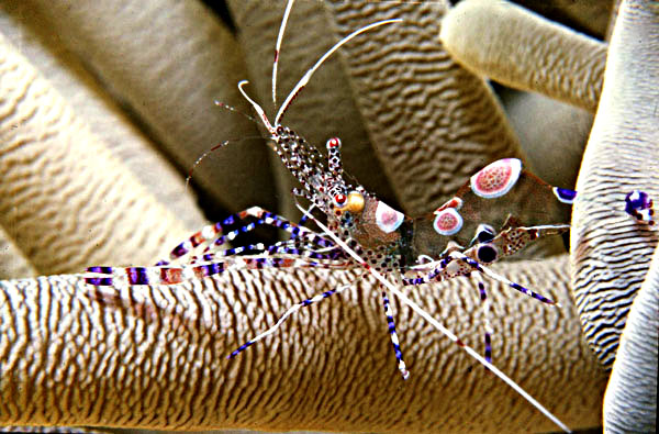 Anemone Shrimp