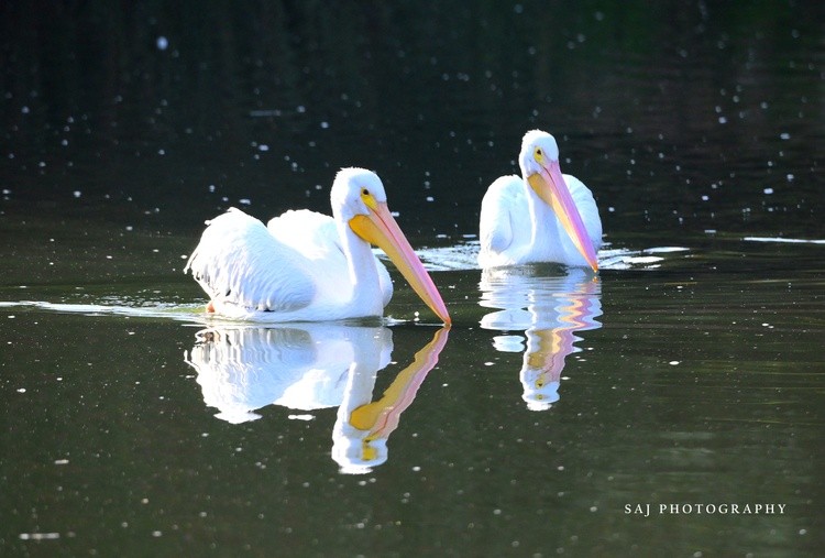 American White Pelicans