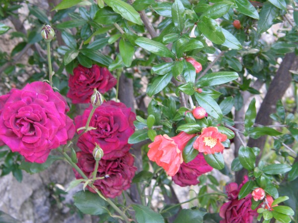 RODIA KAI TRIANTAFILLA
