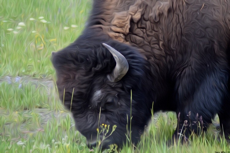 Bison