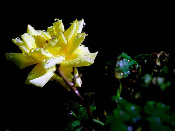 Macro Flower