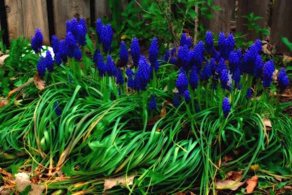 Grape Hyacinths
