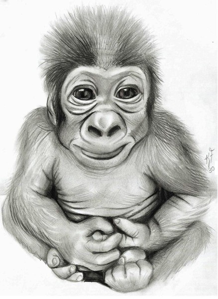 Baby Gorilla