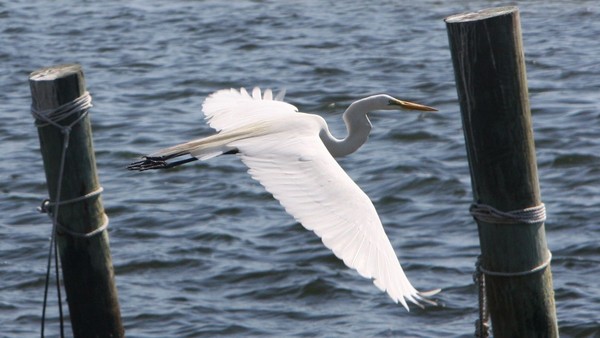 Egret