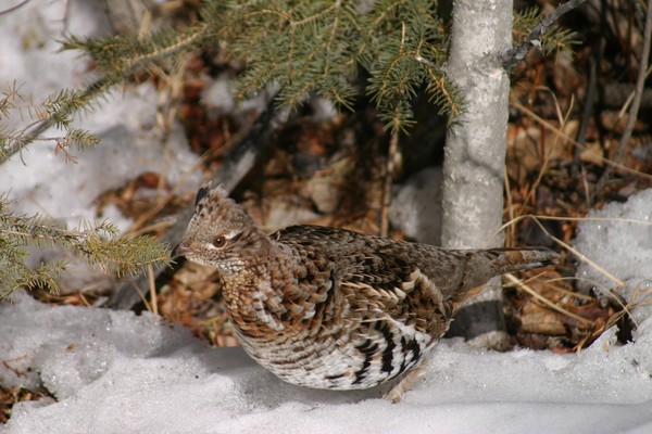 Prarie Chicken