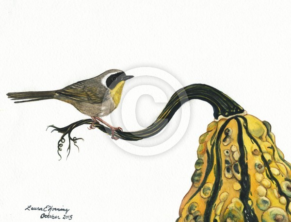 Yellowthroat on Squash, 2015