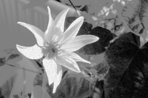 Flowering Dignity