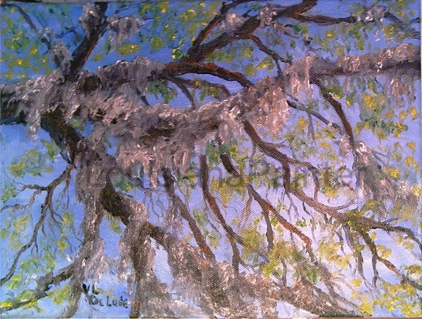 Looking at the Sky Through Moss-Covered Limbs
