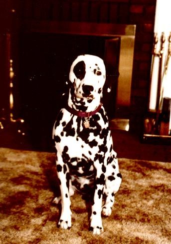 The Late Grate  peter