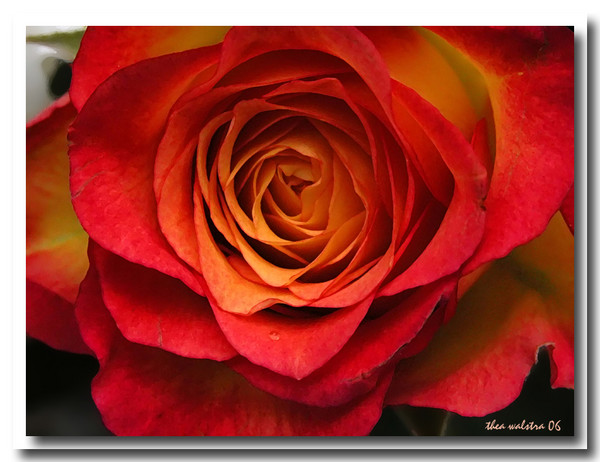 Fire in a rose