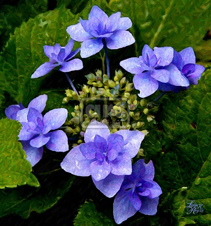Blue Wave Hydrangea
