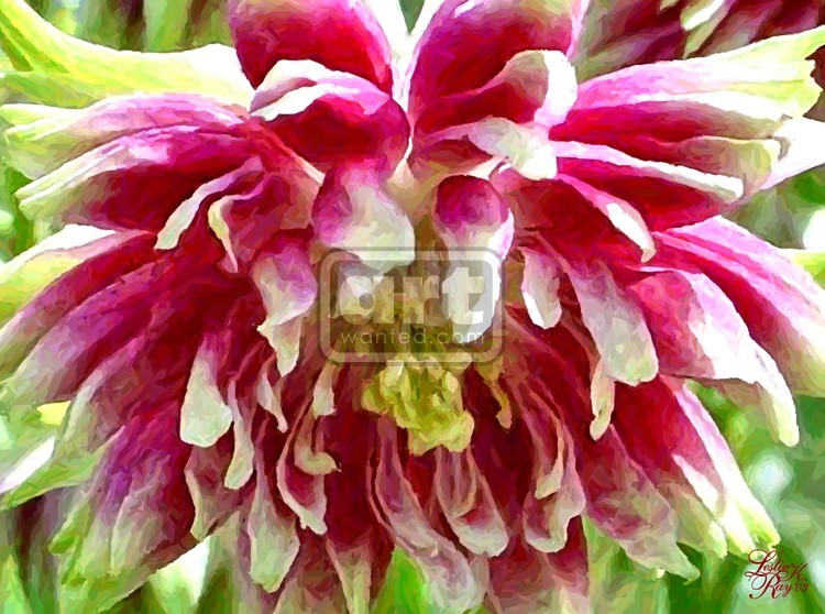 Red and White Dahlia
