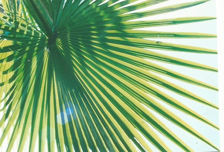 leaf 1