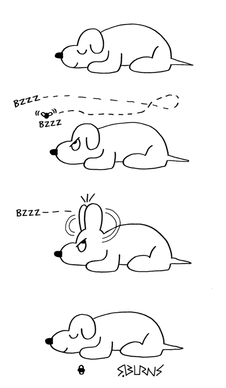 Dog and fly