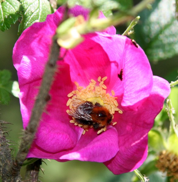 The bee emerging from deep...
