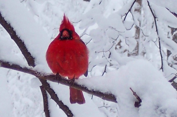 Red on White