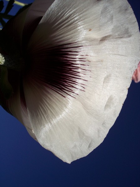 Under the White Poppy