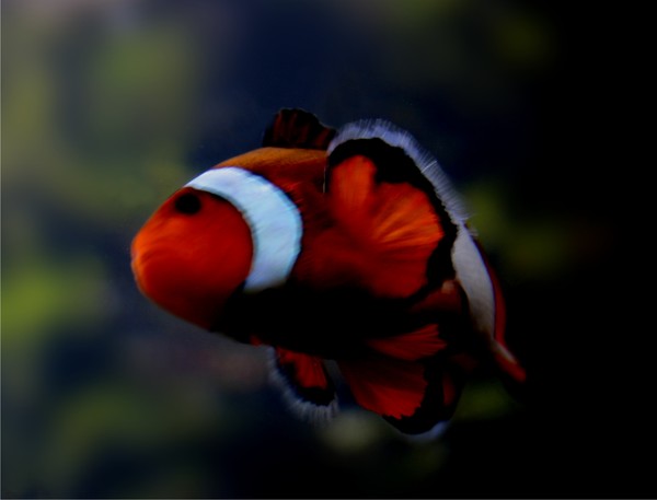 Found Nemo?