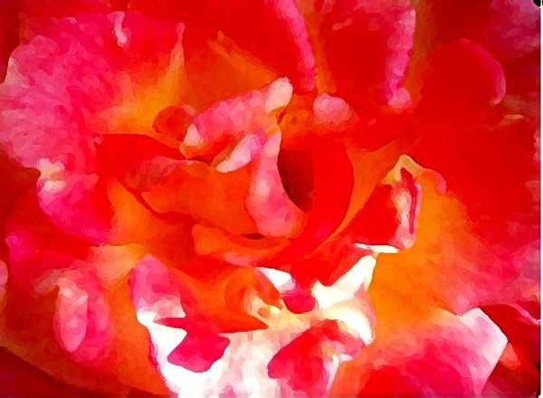 Valentine's Rose