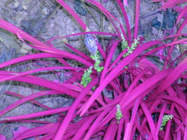 Locust Colors
