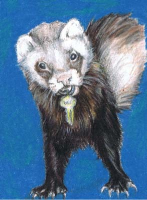 Ferret's Innocence