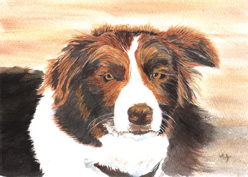 Millie - Border Collie