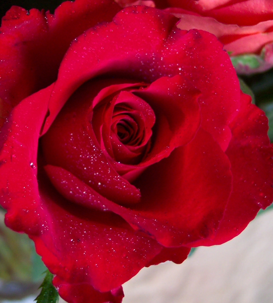 Rose Red