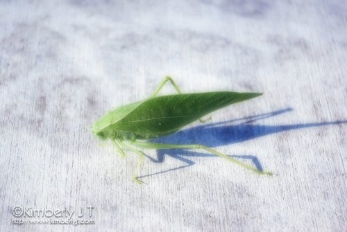 Katydid