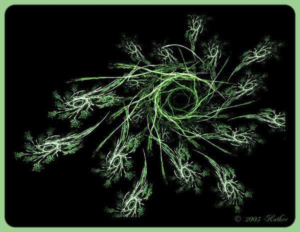 Spider Plant