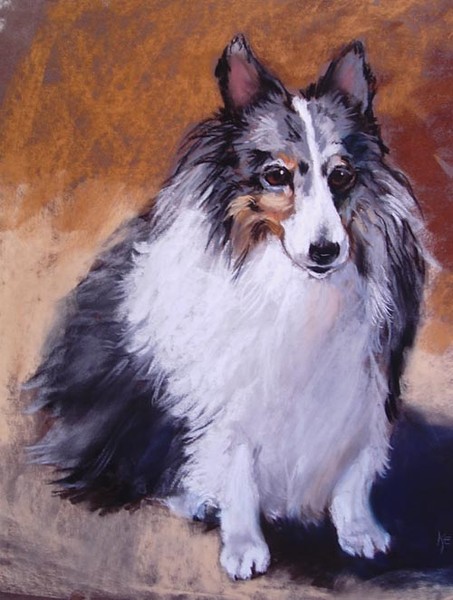 Blue Merle Sheltie