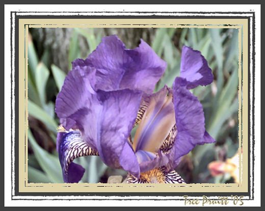 Iris Ruffles