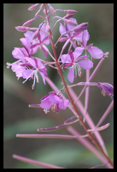 Fireweed